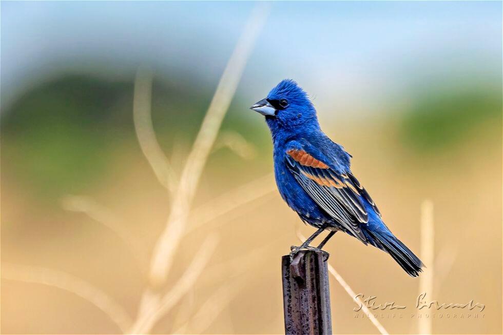 Blue Grosbeak (Passerina caerulea)