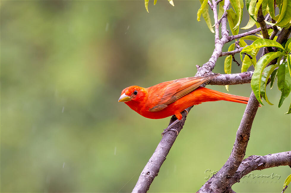 Summer Tanager (Piranga rubra)