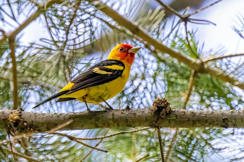 Western Tanager (Piranga ludoviciana)