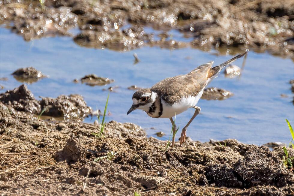 Killdeer (Charadrius vociferus)