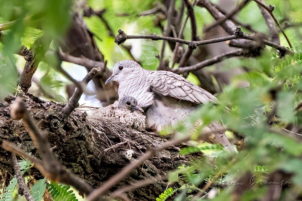 Inca Dove (Columbina inca)