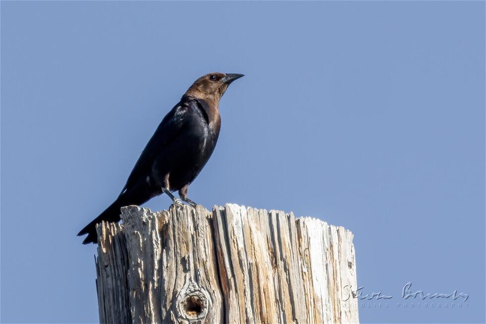 Brown-headed Cowbird (Molothrus ater)