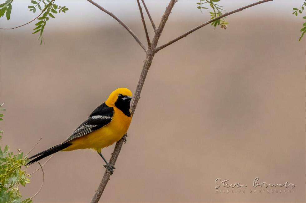 Hooded Oriole (Icterus cucullatus)