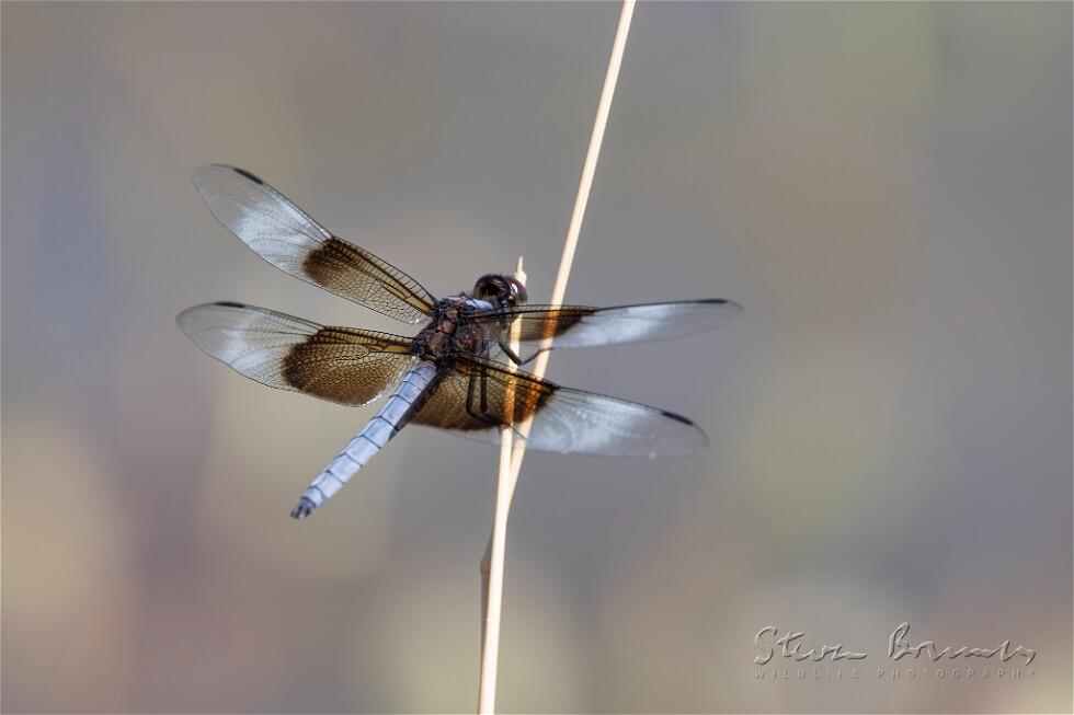 Widow Skimmer (Libellula luctuosa)