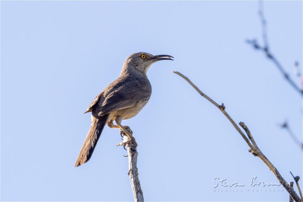 Curve-billed Thrasher (Toxostoma curvirostre)