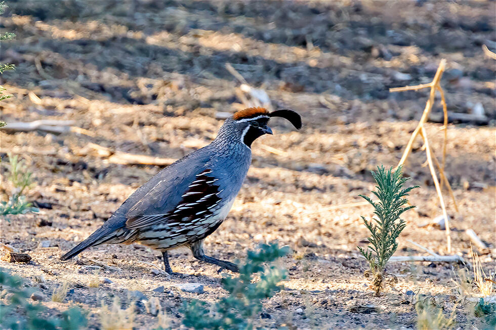 Gambel's Quail (Callipepla gambelii)