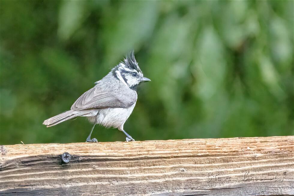 Bridled Titmouse (Baeolophus wollweberi)