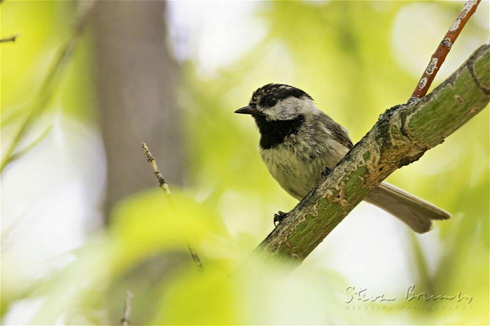 Mountain Chickadee (Poecile gambeli)