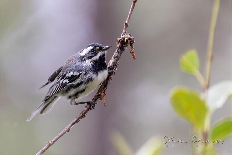 Black-throated Grey Warbler (Setophaga nigrescens)