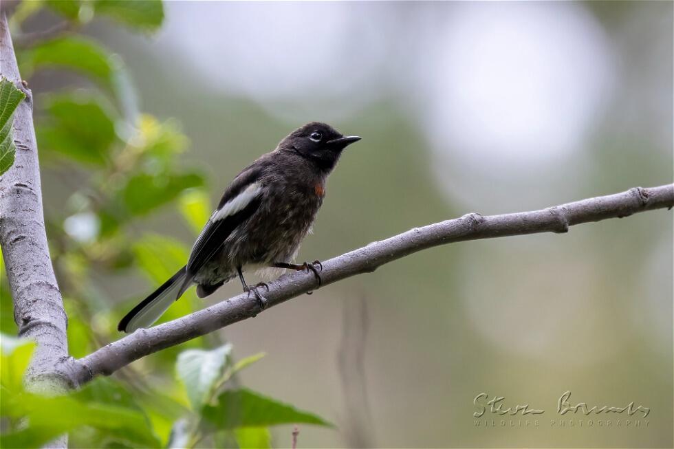 Painted Whitestart (Myioborus pictus)