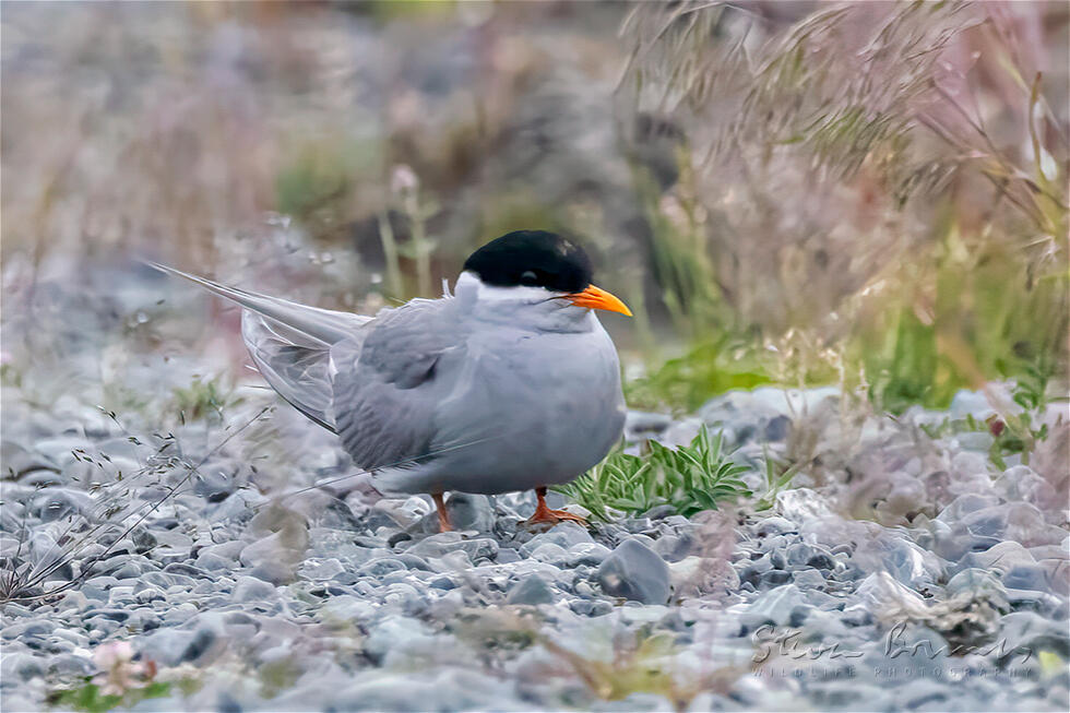 Black-fronted Tern (Chlidonias albostriatus)