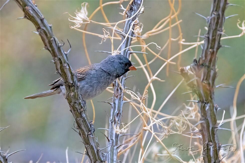 Black-chinned Sparrow (Spizella atrogularis)