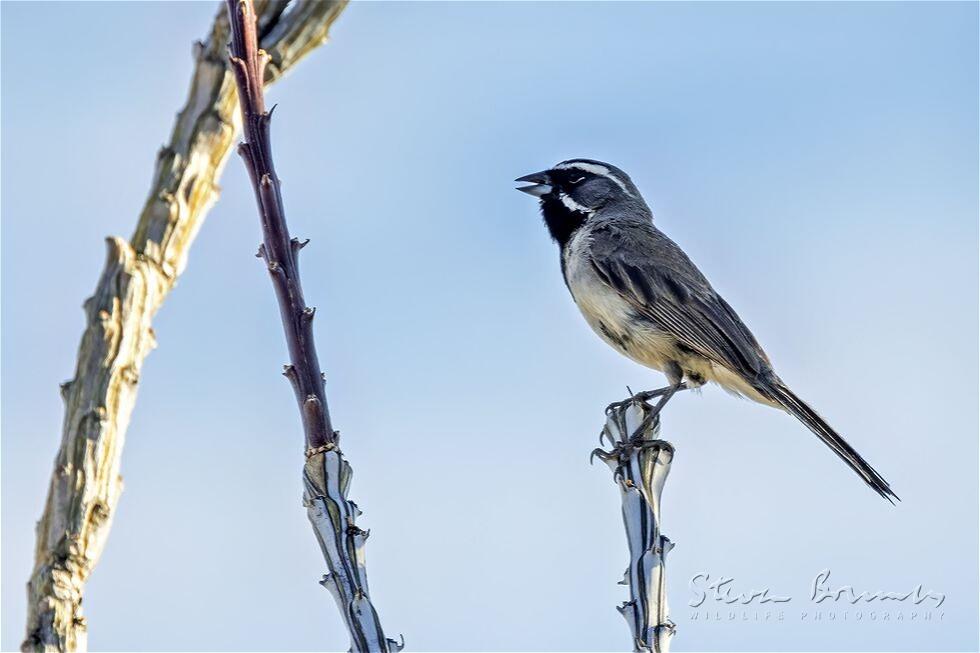 Black-throated Sparrow (Amphispiza bilineata)
