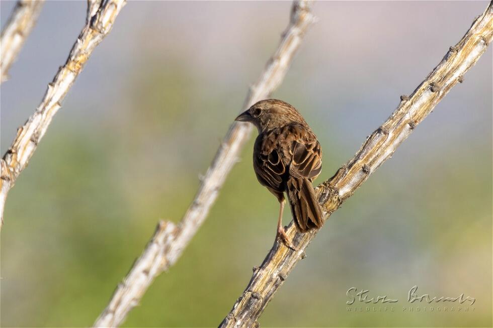 Botteri's Sparrow (Peucaea botterii)