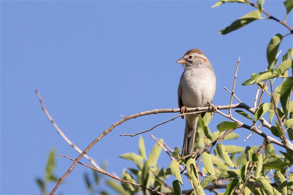 Rufous-winged Sparrow (Peucaea carpalis)
