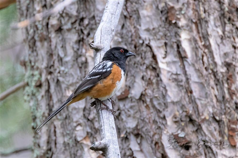 Spotted Towhee (Pipilo maculatus)
