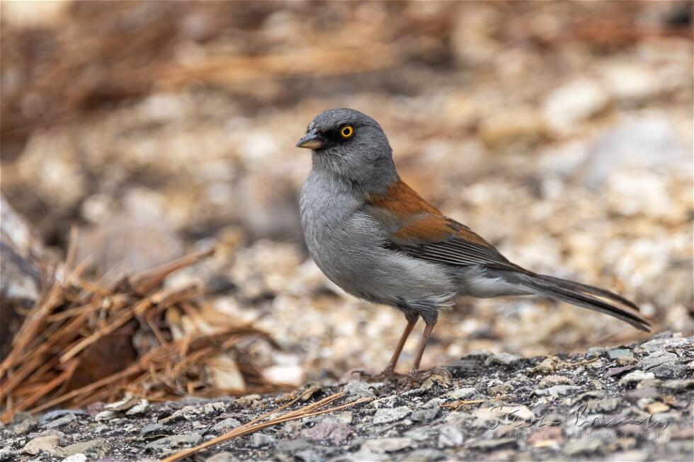 Yellow-eyed Junco (Junco phaeonotus)