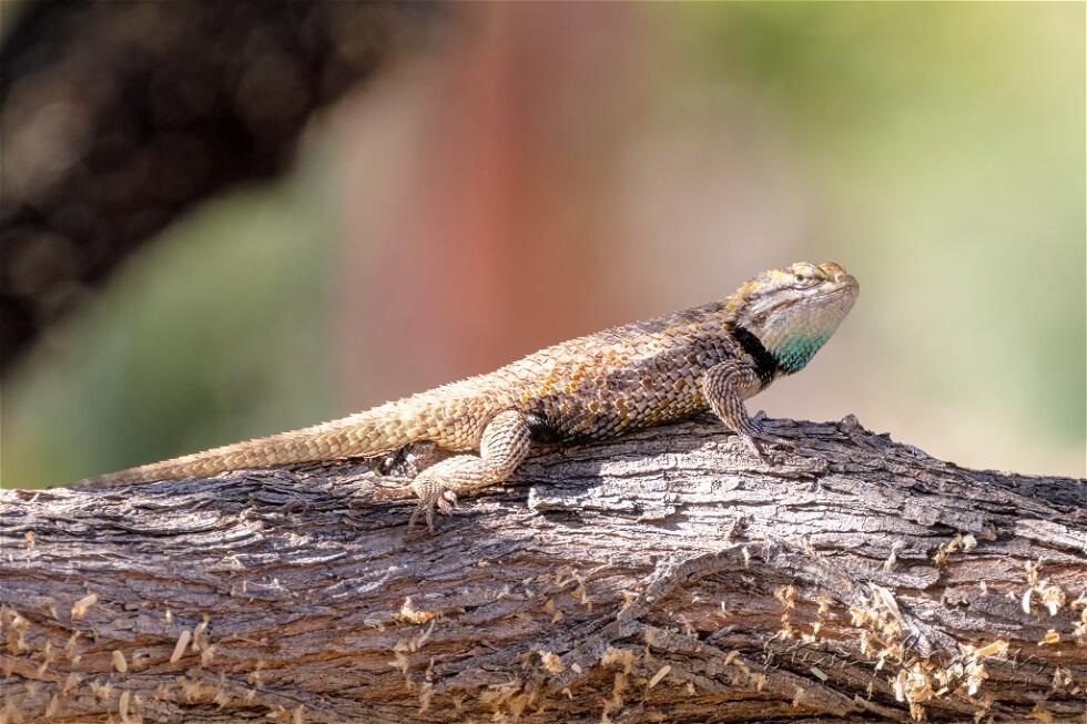 Desert Spiny Lizard (Sceloporus magister)