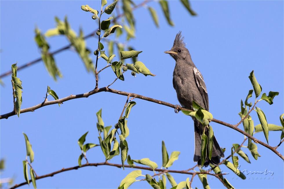 Phainopepla (Phainopepla nitens)