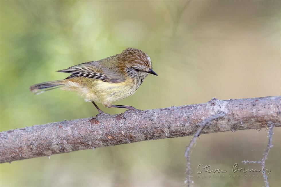 Striated Thornbill (Acanthiza lineata)