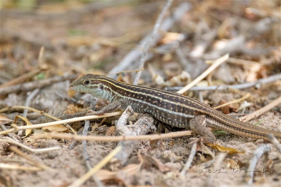 Sonoran spotted whiptail (Aspidoscelis sonorae)