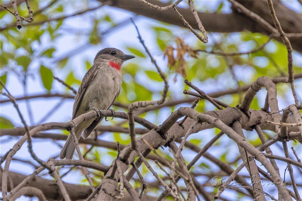 Rose-throated Becard (Pachyramphus aglaiae)