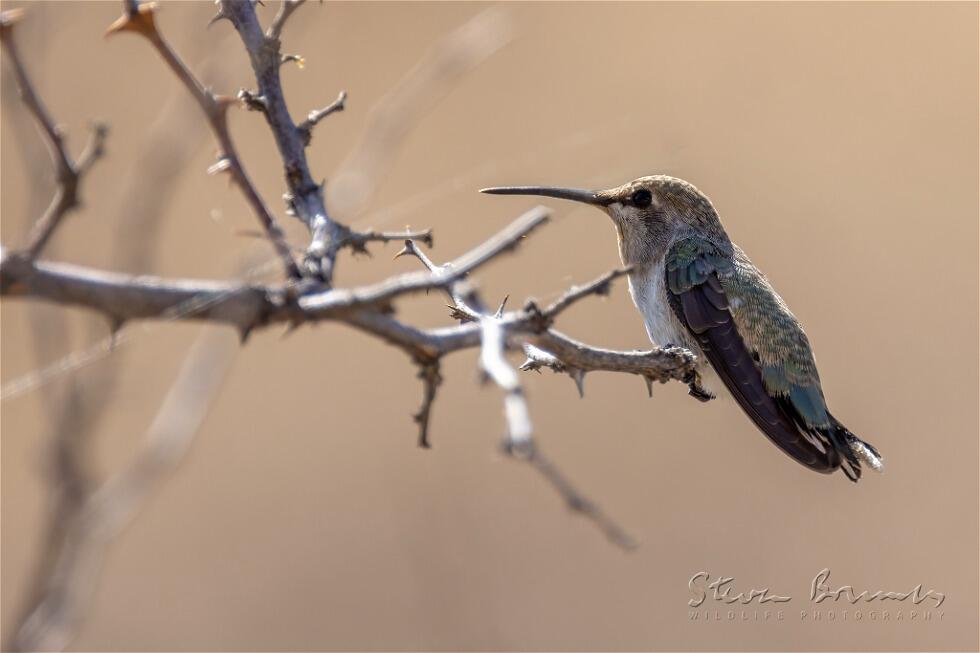 Costa's Hummingbird (Calypte costae)