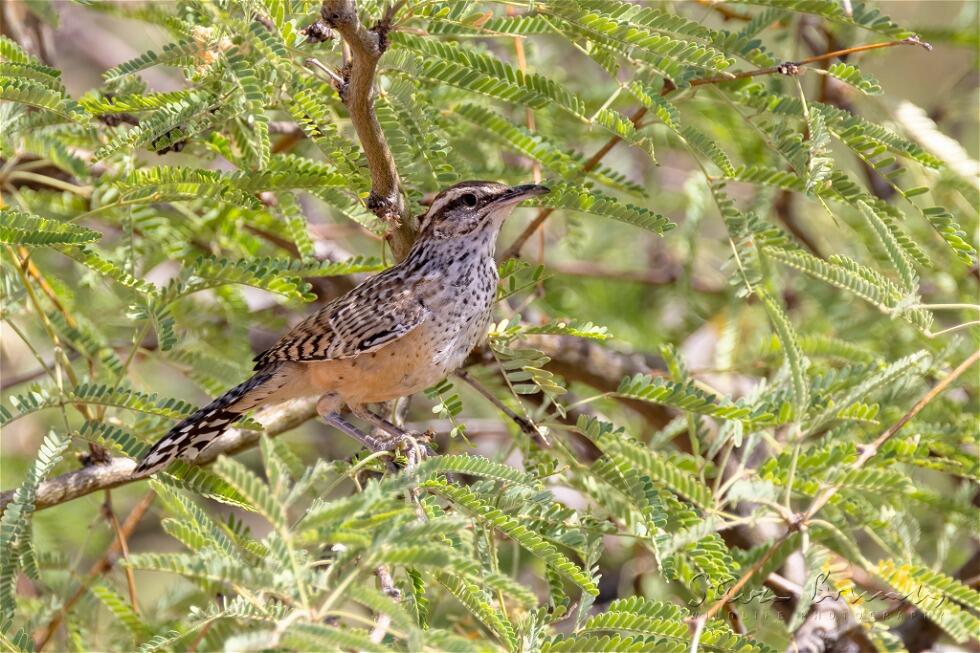 Cactus Wren (Campylorhynchus brunneicapillus)