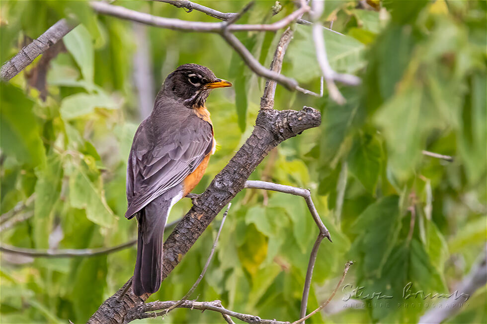 American Robin (Turdus migratorius)