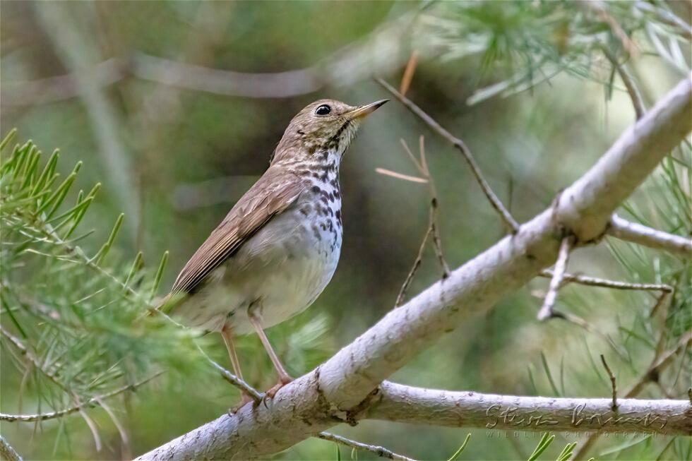 Hermit Thrush (Catharus guttatus)