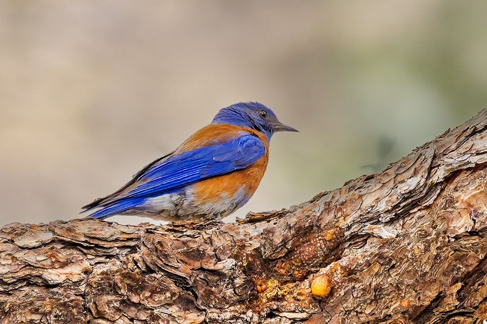Western Bluebird (Sialia mexicana)