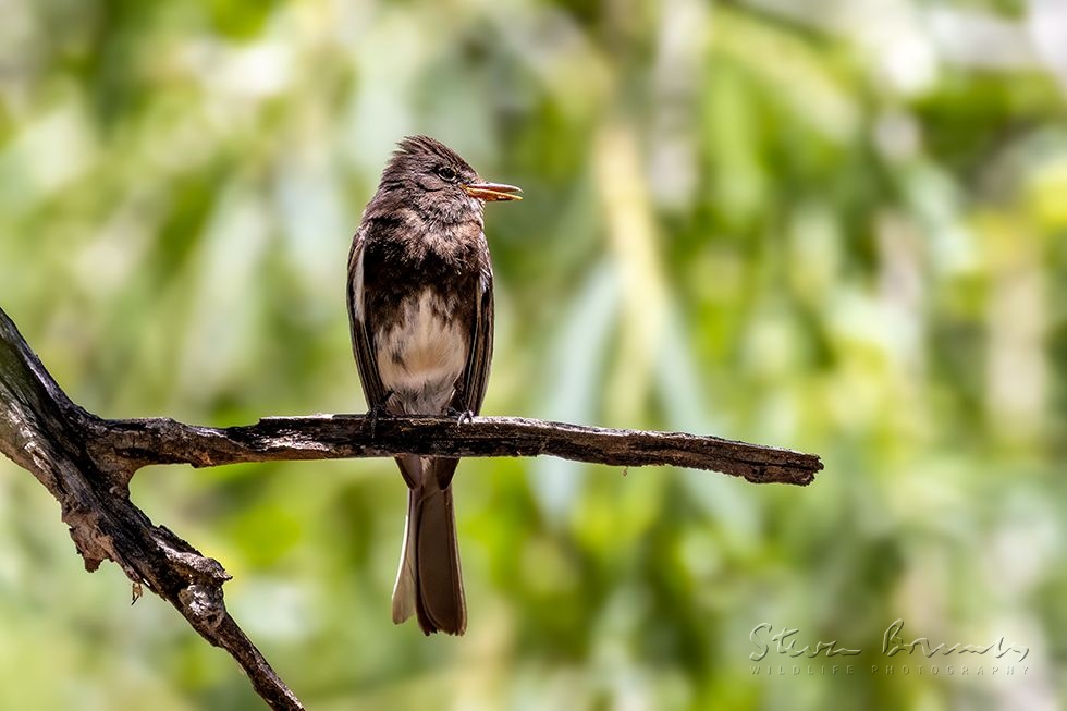Black Phoebe (Sayornis nigricans)