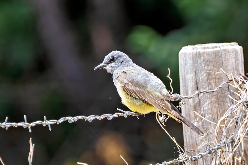 Cassin's Kingbird (Tyrannus vociferans)