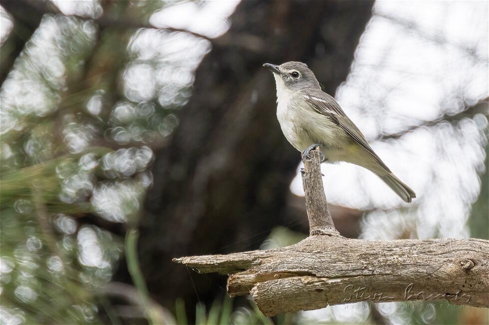 Plumbeous Vireo (Vireo plumbeus)