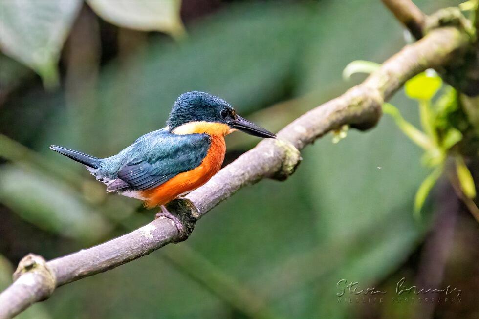 American Pygmy Kingfisher (Chloroceryle aenea)