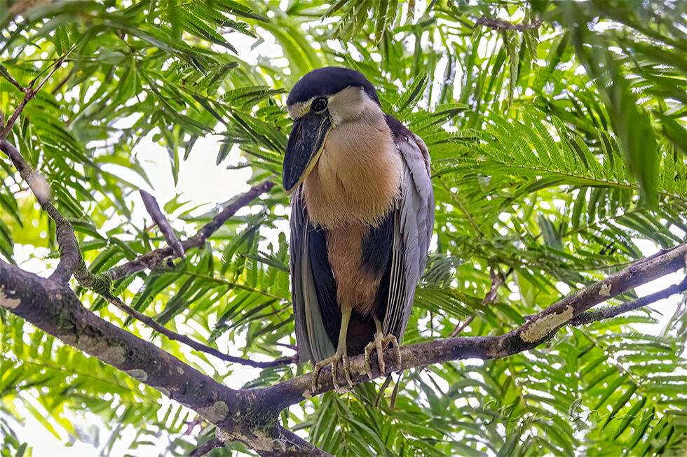 Boat-billed Heron (Cochlearius cochlearius)