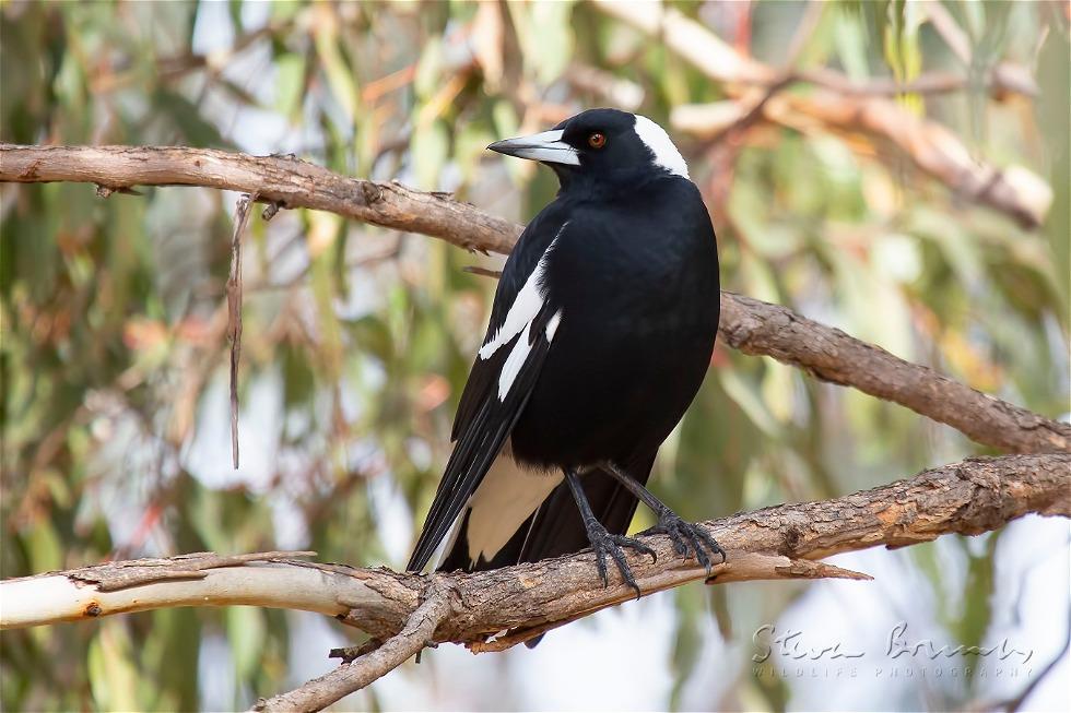Australian Magpie (Gymnorhina tibicen)