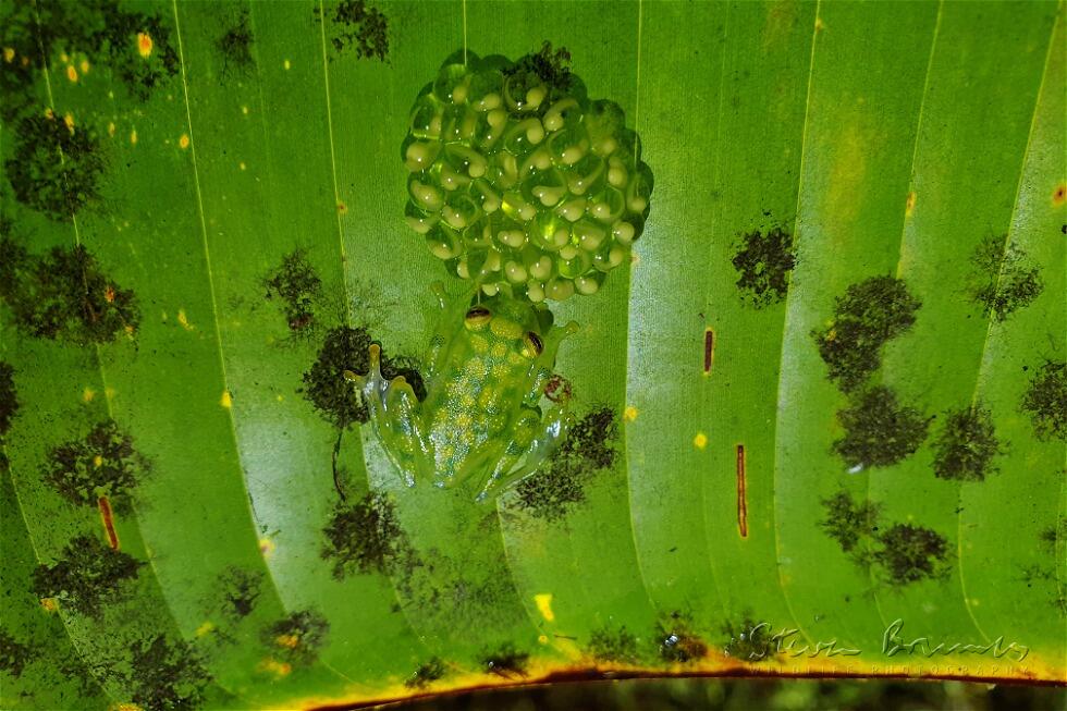 Reticulated Glass Frog (Hyalinobatrachium valerioi)