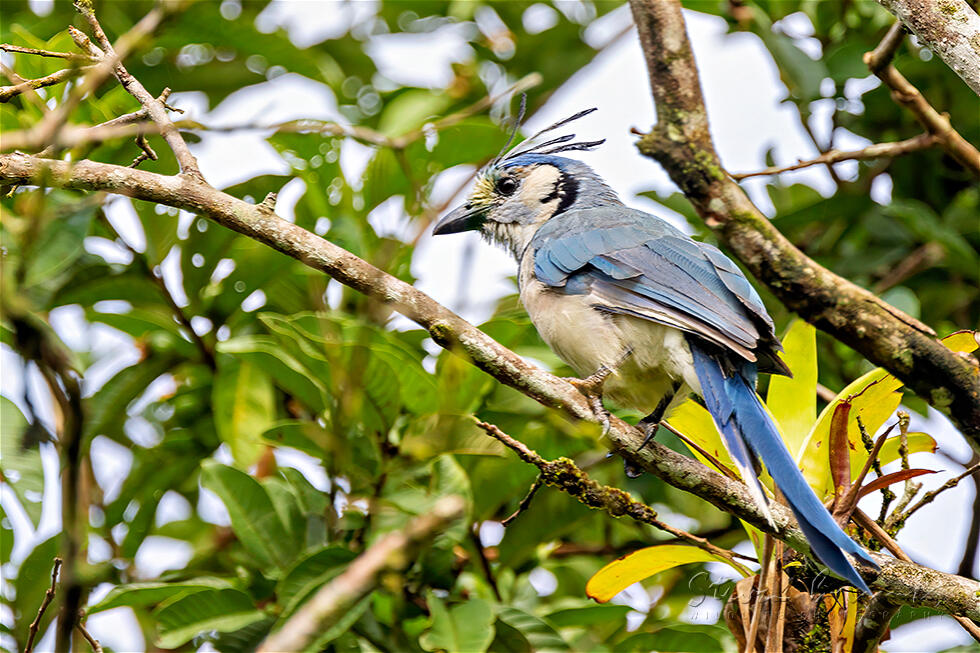White-throated Magpie-Jay (Calocitta formosa)