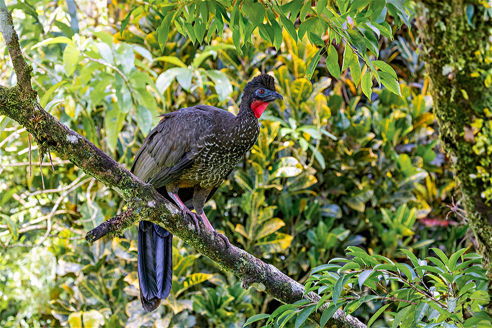 Crested Guan (Penelope purpurascens)