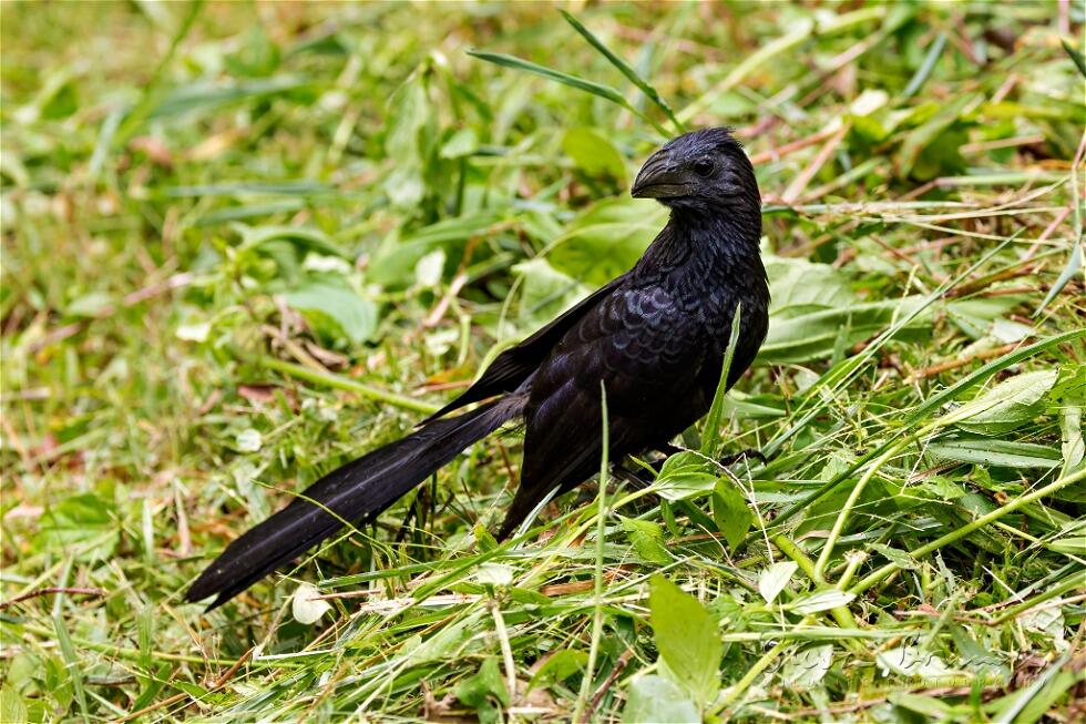 Groove-billed Ani (Crotophaga sulcirostris)