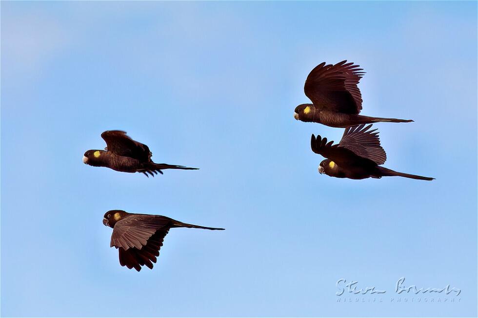Yellow-tailed Black Cockatoo (Calyptorhynchus funereus)