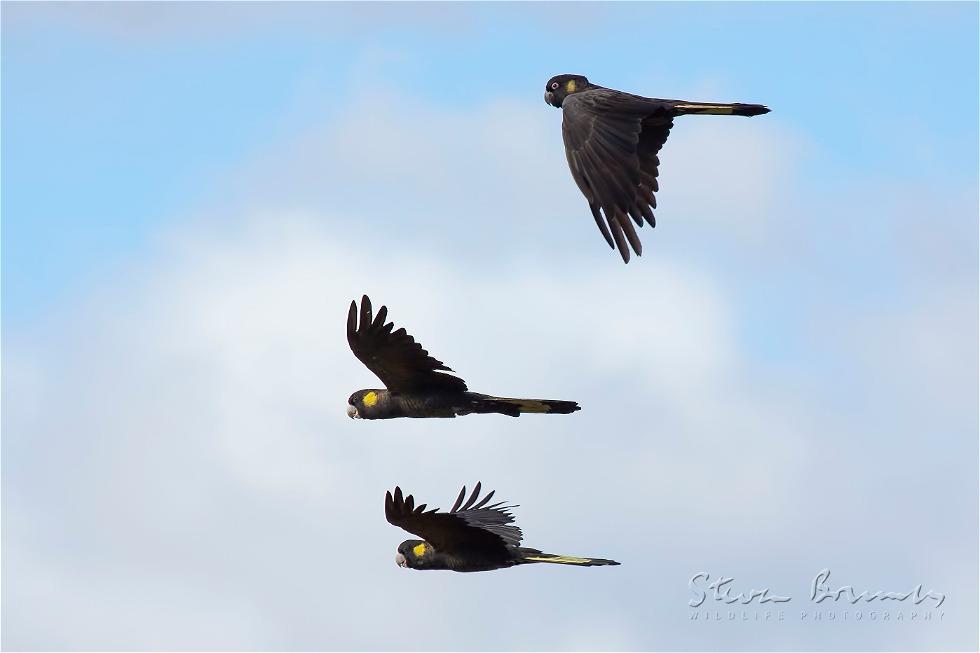 Yellow-tailed Black Cockatoo (Calyptorhynchus funereus)