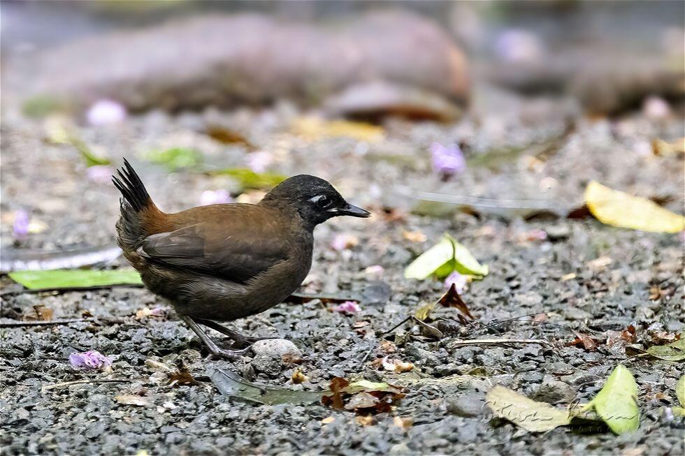 Black-headed Antthrush (Formicarius nigricapillus)