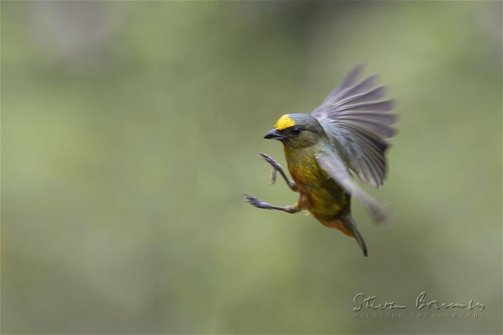 Olive-backed Euphonia (Euphonia gouldi)