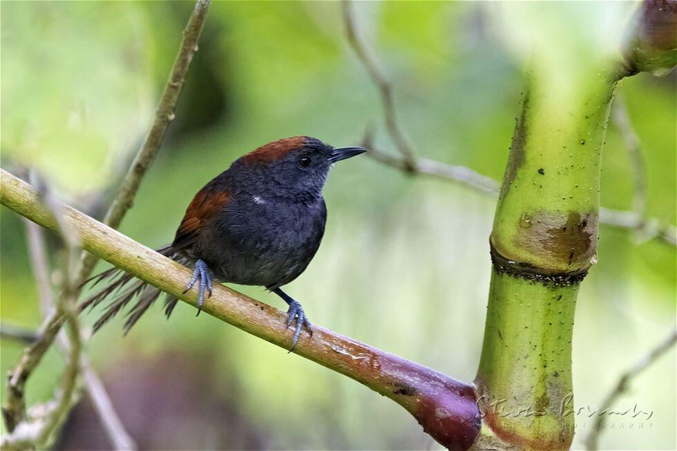 Slaty Spinetail (Synallaxis brachyura)
