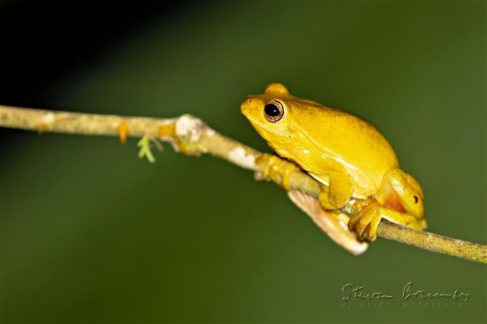 Mahogany Tree Frog (Tlalocohyla loquax)