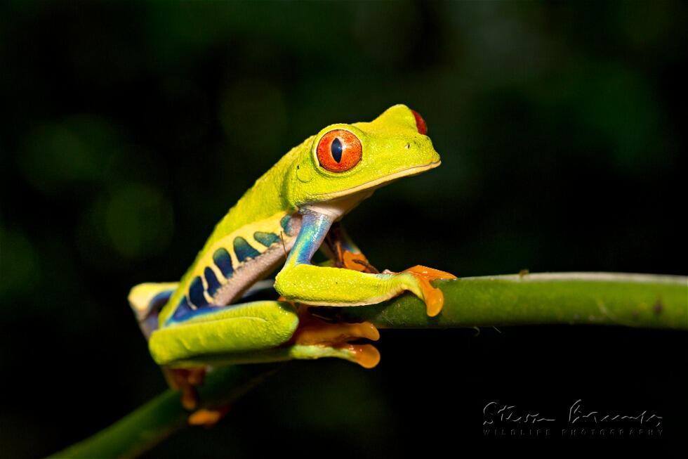 Red-eyed Tree Frog (Agalychnis callidryas)