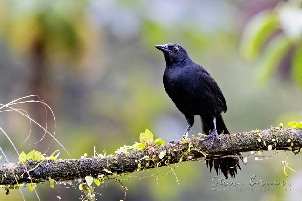 Melodious Blackbird (Dives dives)