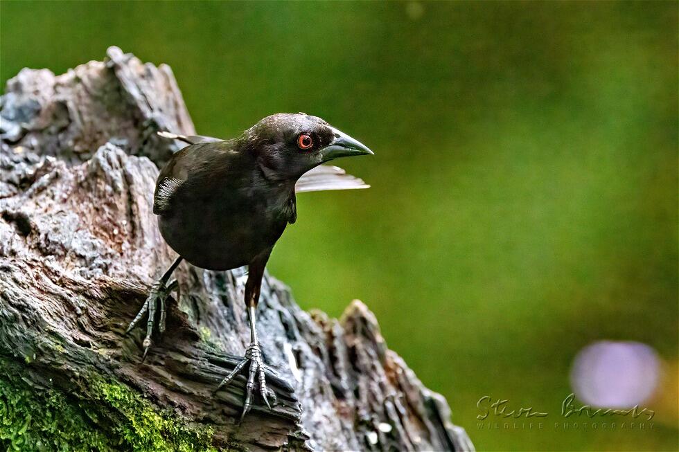 Scarlet-rumped Cacique (Cacicus microrhynchus)